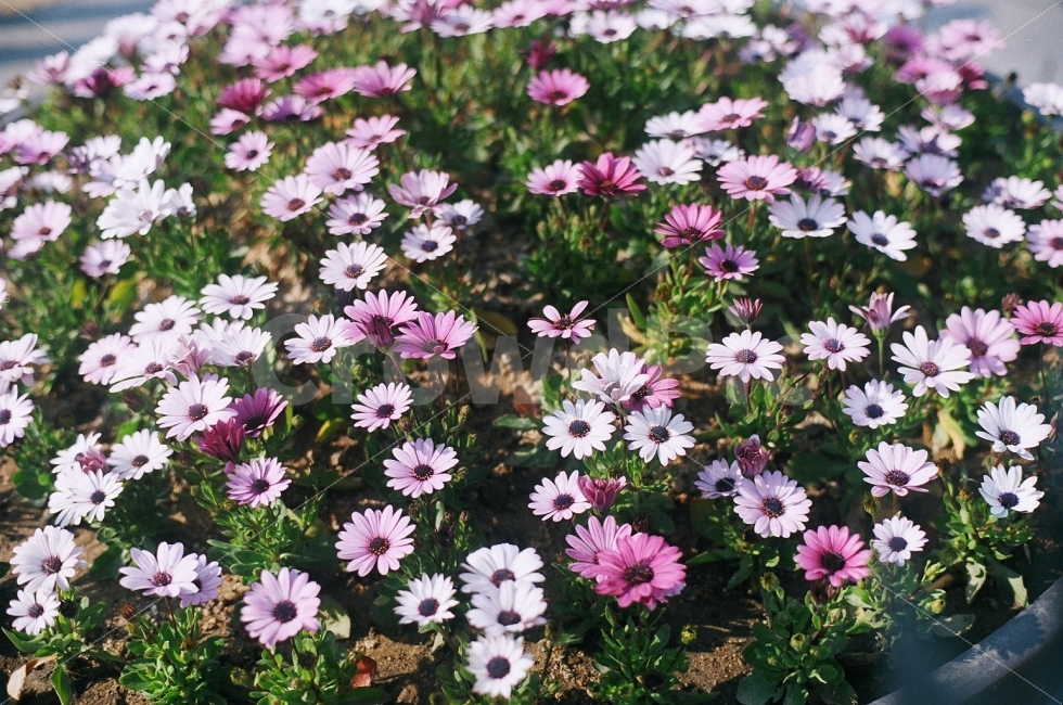꽃,식물,보라,봄,분홍,화분,자연,식물,자연,plants,nature,꽃,flower