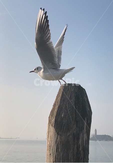 갈매기,날개,순간포착,하늘,날개펴다,동물,bird,seagull,순간,포착,moment,capture,spreadwing,sky,blue,조류,새,birds