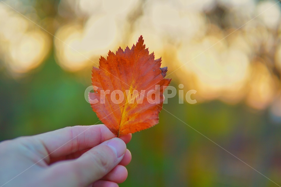 단풍,단풍잎,가을,노을,초저녁,감성,가을,계절,fall,autumn,season,사람,인물,인간,human,person,신체일부,몸,body,감성,sensible,feeling,leaf,잎,plant,식물