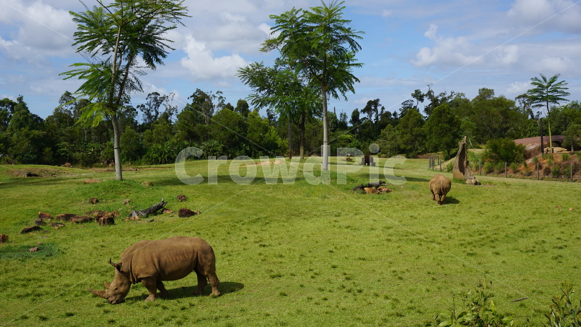 코뿔소,야생,동물,자연,호주,rhinoceros,wild,animals,nature,australia,동물,animal,포유류,mammal