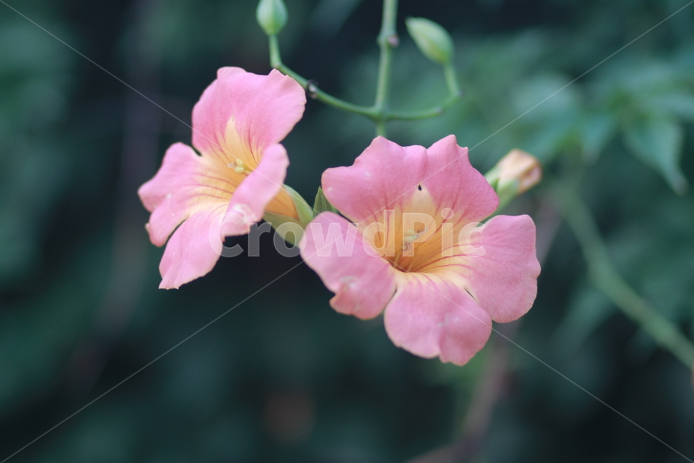 자연,식물,꽃,풀,nature,plant,flower,grass,식물,자연,plants,nature,꽃,flower