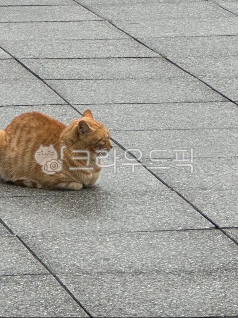 cat,cat,cheese cat,cheese cat,churu,bread,bread cat,bread cake