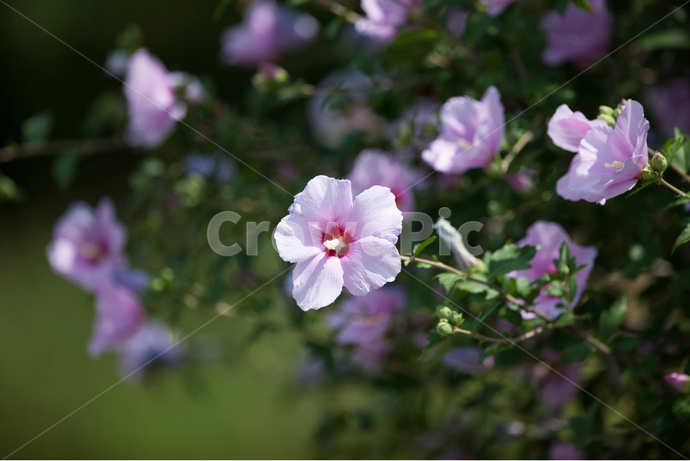 무궁화,무궁화꽃,국화,우리나라꽃,들꽃,여름꽃,봄꽃,식물,자연,plants,nature,꽃,flower