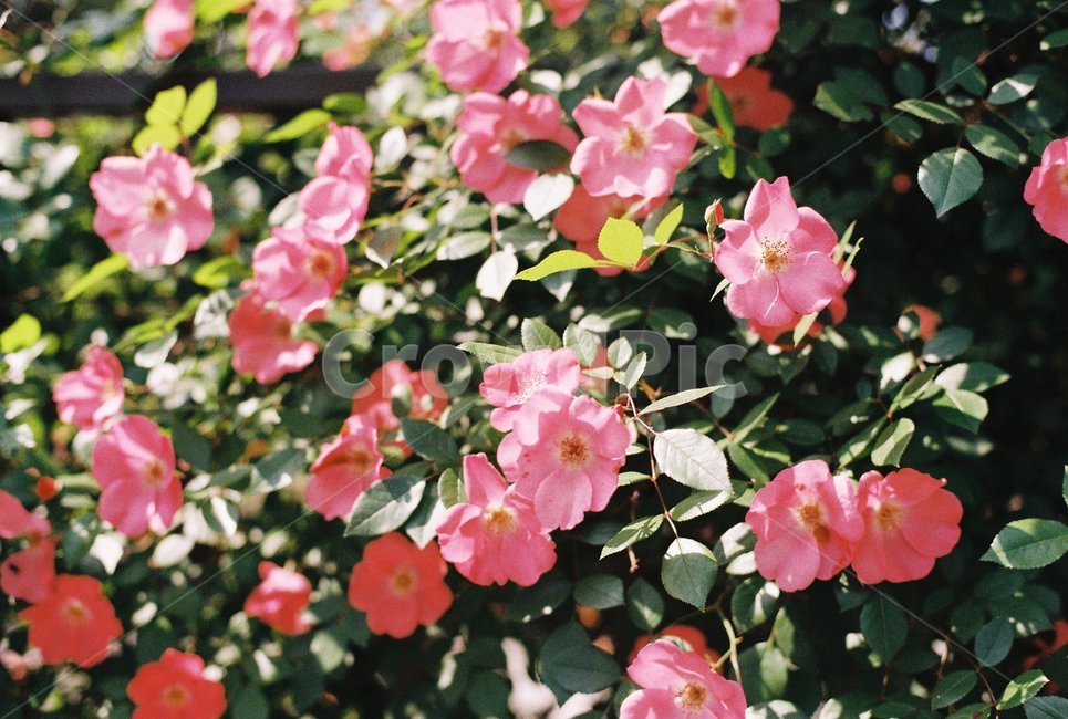 필름,감성,감성사진,film,아날로그,analog,꽃,봄,flower,자연,식물,자연,plants,nature,꽃,flower,감성,sensible,feeling