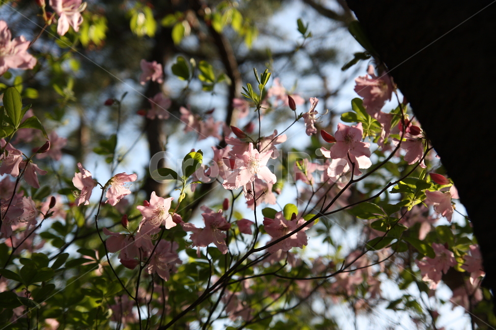 진달래,봄꽃,봄나들이,cherryblossom,중앙공원,꽃,plant,식물,blossom,flower