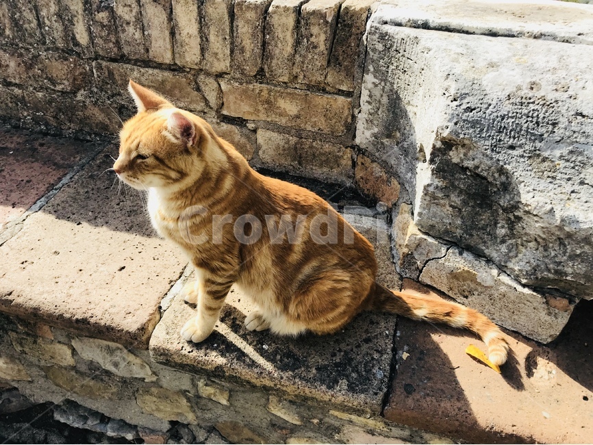 고양이,자연,동물,햇살,Assisi,동물,animal,포유류,mammal,고양이,cat,kitten,kitty