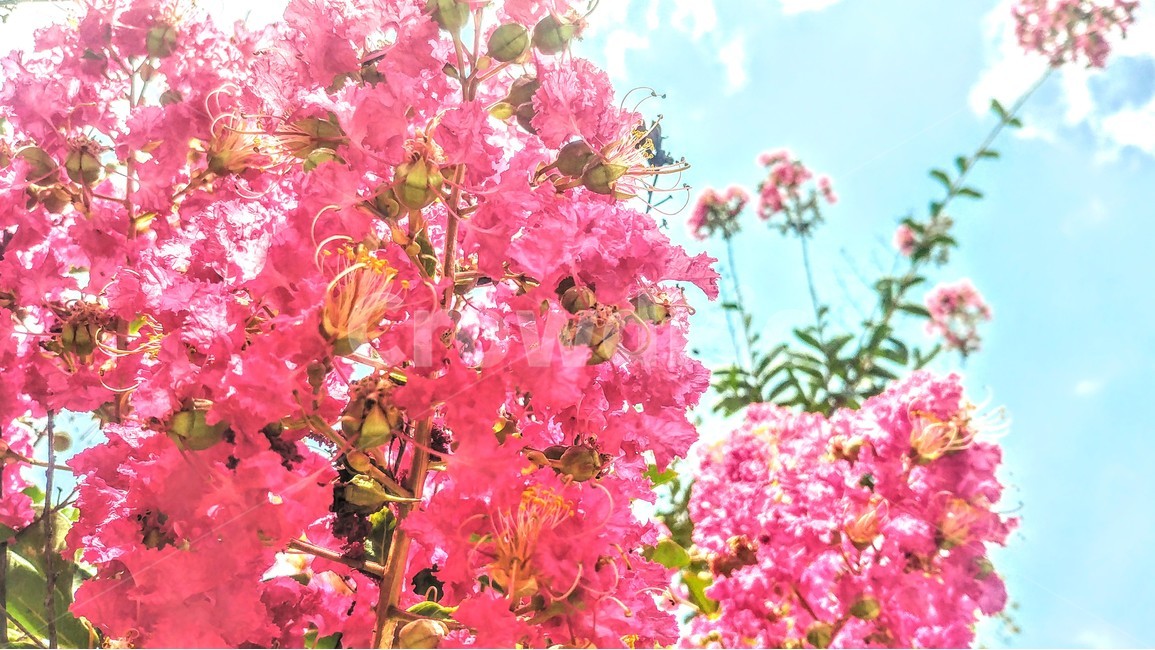 꽃,풍경,구름,하늘,자연,배경,식물,자연,plants,nature,꽃,flower