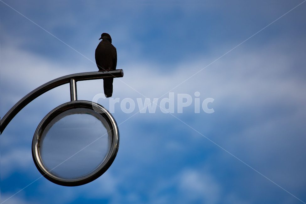 bird,새,animal,동물,day,구름,하늘,파랑,cloud,sky,blue,동물,animal,조류,새,birds