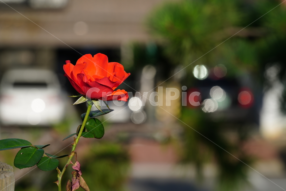 꽃,플라워,식물,생물,생명,flower,plant,rose,장미,식물,자연,plants,nature,꽃,flower