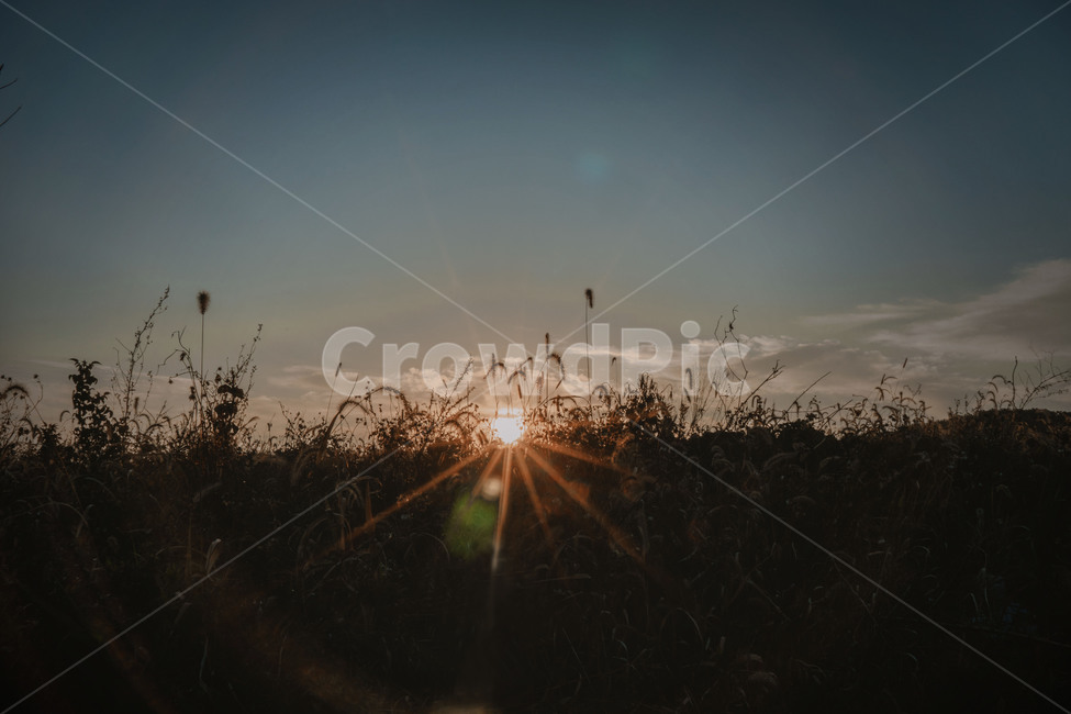 해,일출,풍경,갈대,색감,그라데이션,sunrise,sun,플레어,빛,풀,하늘,sky,자연,풍경,nature,landscape,색깔,색상,색채,색감,color sense,color sensitivity,feeling of color,flare,light