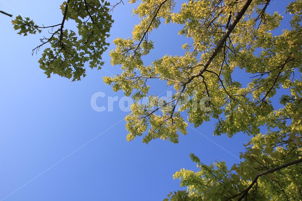 하늘,나무,잎사귀,sky,tree,풍경,자연,여름,계절,nature