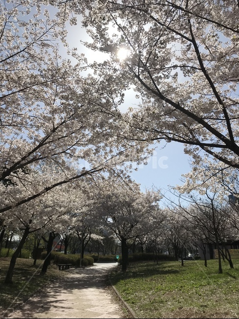 봄,벚꽃,풍경,길,나무,햇살,맑음,봄,계절,spring,season,plant,식물