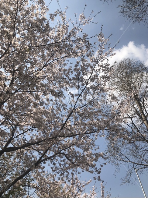 벚꽃,벚꽃나무,나무,하늘,봄