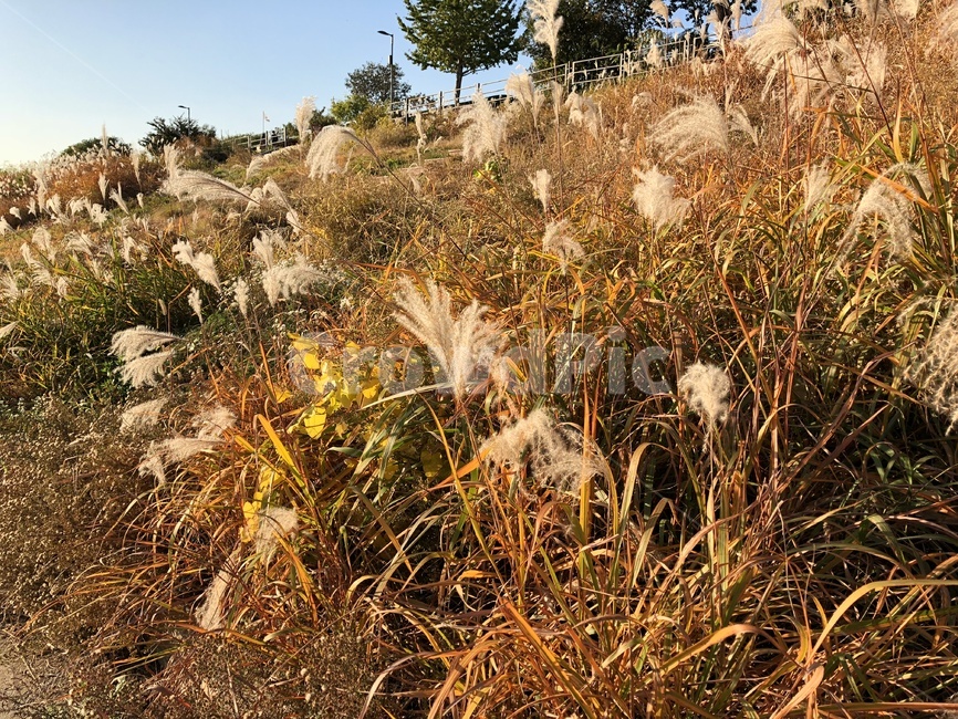 갈대,바람,가을,나무,잔디,가을,계절,fall,autumn,season