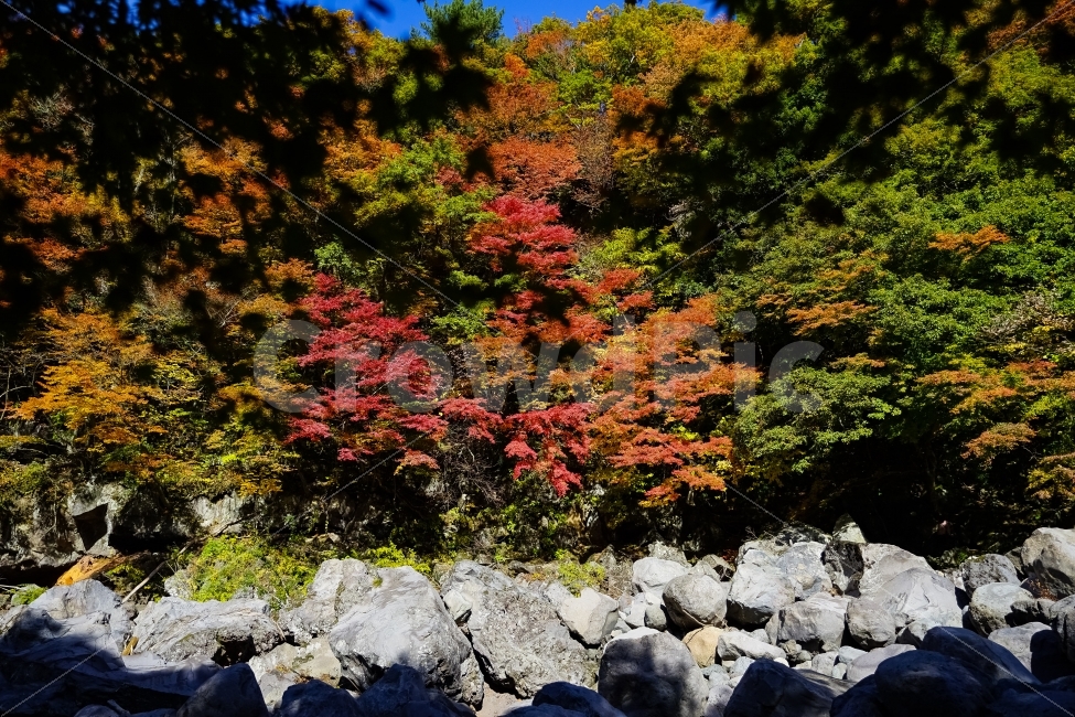 제주도,한라산,낙엽,단풍,가을,자연,가을,계절,fall,autumn,season,자연,풍경,nature,landscape,한국자연풍경,한국자연경관,korea nature landscape,rubble,파편,plant,식물,tree,나무,leaf,잎