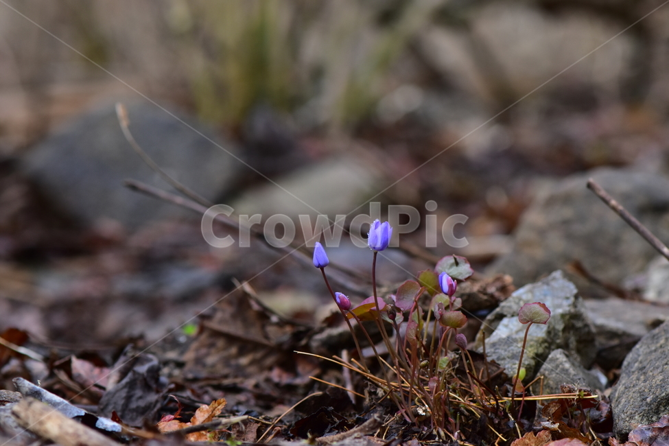 깽깽이풀,야생화,봄,꽃,풀꽃,자연,식물,식생,plants,nature,spring,season,flower