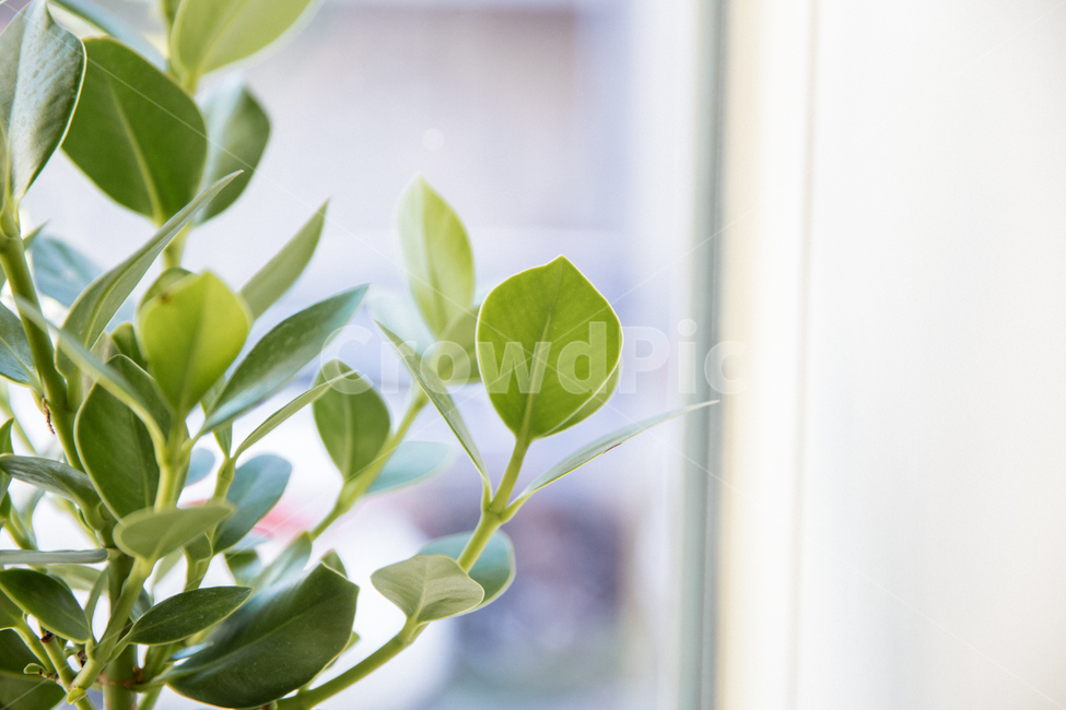 새싹,희망,푸릇,식물,plant,leaf,잎,움트다,자연,신선한,휴식,힐링,rest,healing,relaxation,배경,풀잎,식물,자연,plants,nature
