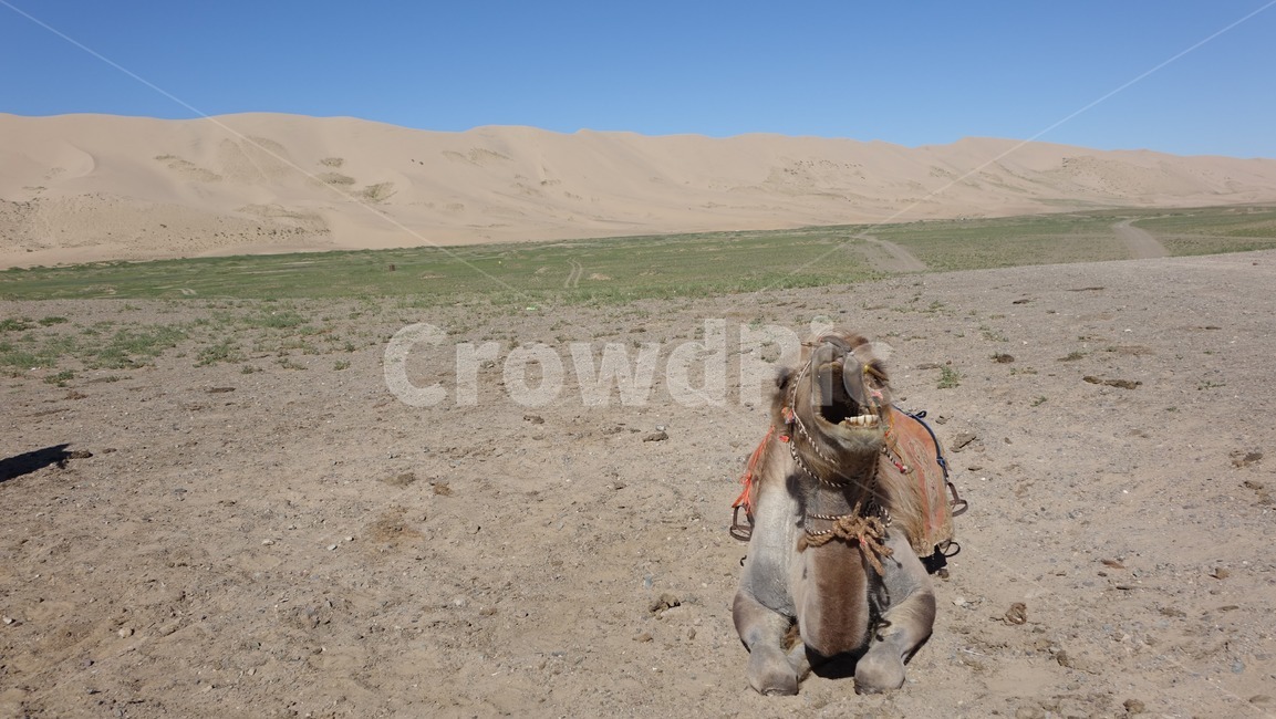 자연,모래,모래언덕,낙타,camel,sand,dune,nature,하품