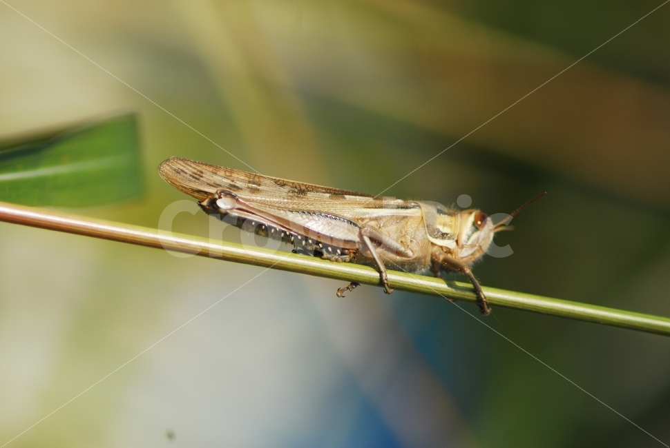메뚜기,곤충,벌레,풀벌레,유재석아님,가을,동물,animal,곤충,벌레,insect,bug