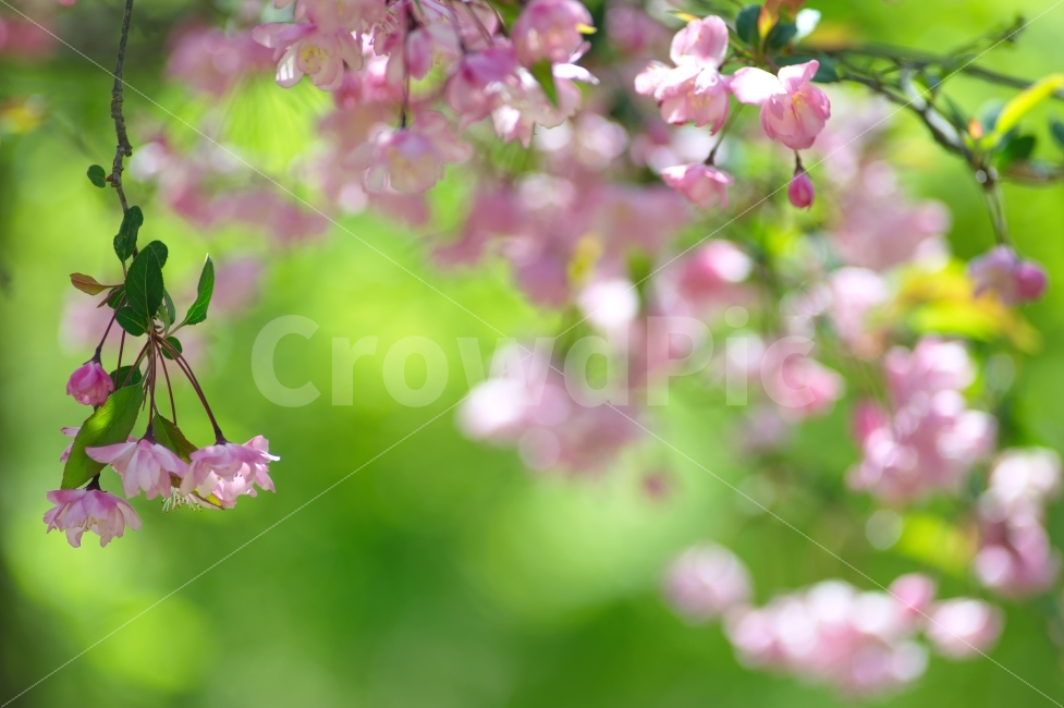 꽃사과,분홍,꽃,나무가지,핑크,화훼,Background,Flower,꽃잎,야외,녹색,자연,야생화,사과,과일,꿀벌,바탕,배경,배경이미지,아름다운,정원,가든,식물,봄,계절,spring,season,식물,자연,plants,nature,꽃,flower,감성,sensible,feeling,plant