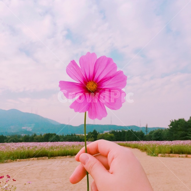 식물,코스모스,자연,flower,꽃