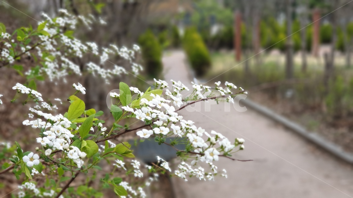 산책길,꽃피는거리,들꽃,공원,하얀꽃,식물,자연,plants,nature,꽃,flower