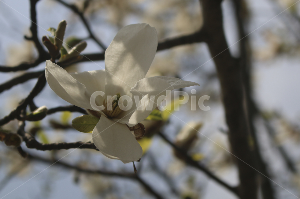 plant,식물,flower,blossom,꽃,white,흰꽃,하얀,whiteflower,하얀꽃,흰,봄,spring,봄꽃,식물,자연,plants,nature,꽃,flower