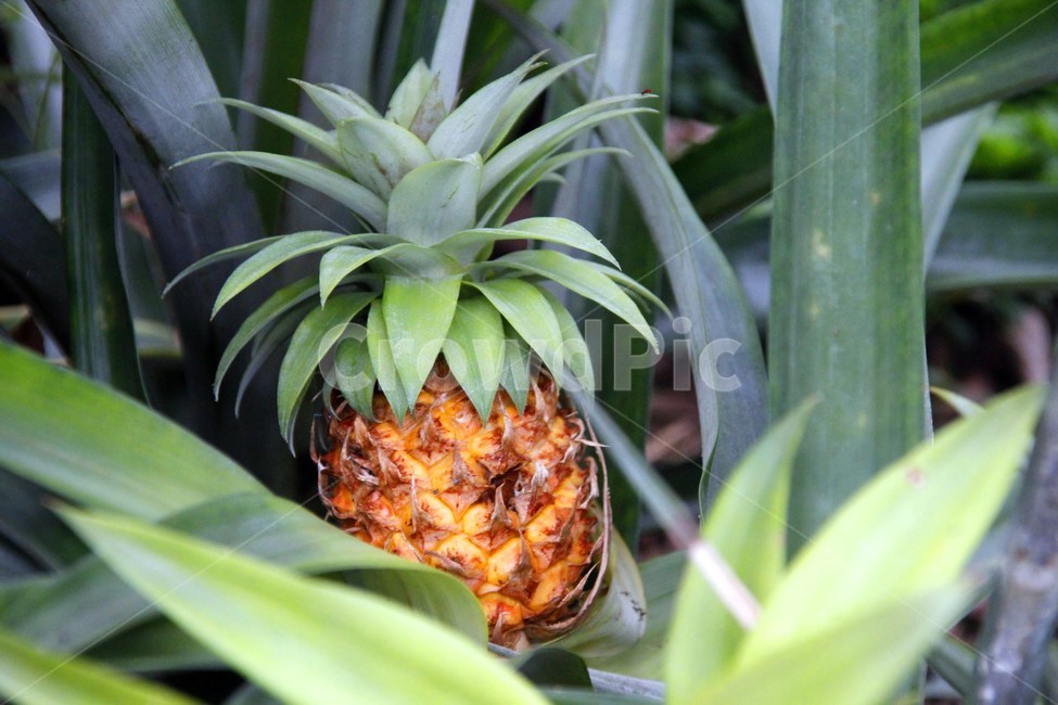 plant,파인애플,식물,food,음식,pineapple,과일,과일,열매,fruit
