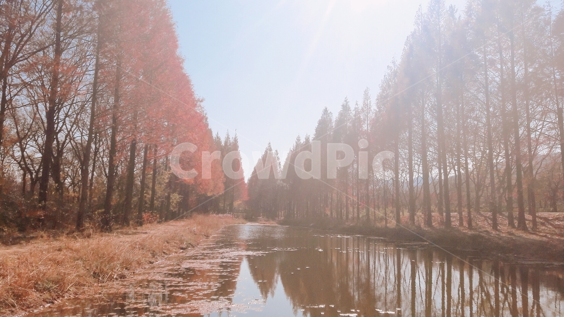 가을,풍경,가을분위기,자연,나무,가을,계절,fall,autumn,season,자연,풍경,nature,landscape,outdoors,옥외,land,땅