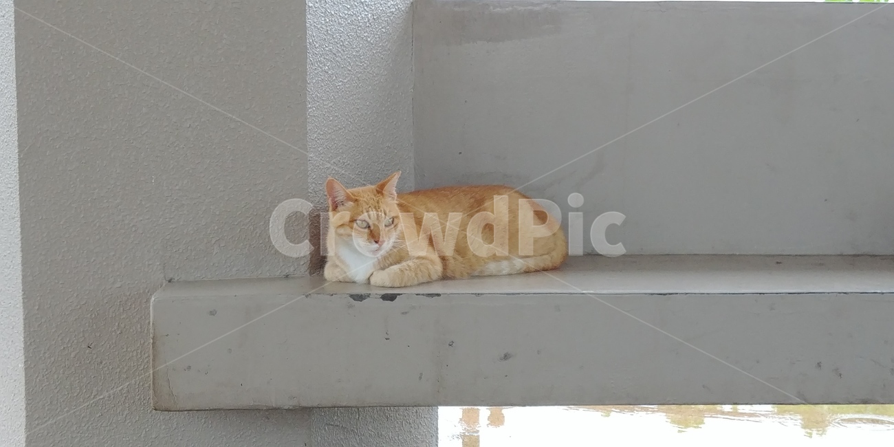 길고양이,노란고양이,cat,동물,고양이,감성사진,동물,animal,포유류,mammal,고양이,cat,kitten,kitty