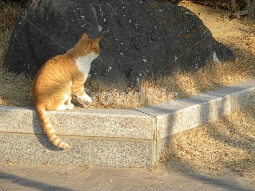 고양이,길고양이,귀여운,alleycat,cat,cute,동물,animal,포유류,mammal,고양이,cat,kitten,kitty