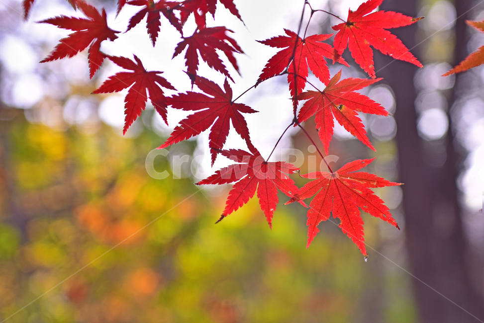 가을,단풍잎,보케,빛망울,플레어,flare,bokeh,가을분위기,가을감성,감성풍경,감성사진,느낌,필링,feeling,emotional,sensible,가을배경,계절,시즌,autumn,fall,background,outdoor,야외,옥외,아웃도어,자연,배경,바탕,백그라운드,환경,natural,environment,forest,단풍숲,힐링,healing,낙엽,빨강색,노랑색,red,yellow,colorful,칼라풀,컬러풀,오색찬란,leaf,잎,plant,단풍,maple,식물,tree,나무,가을,계절,fall,autumn,season