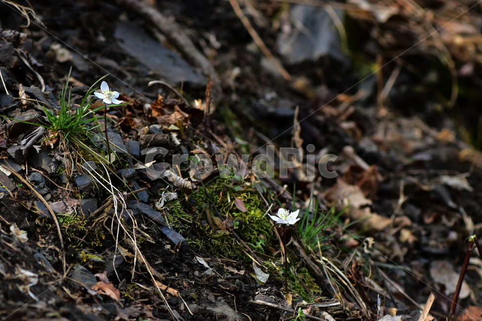 변산바람꽃,야생화,봄,꽃,흰색,자연,식물,식생,봄의전령사,풀꽃,미나리아재비과,plants,nature,spring,season,flower,식물,자연,plants,nature,꽃,flower