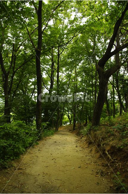 식물,color,nature,자연,길,숲,산책,흙길,자연,풍경,nature,landscape,path,통로,ground,바닥,tree,나무,plant