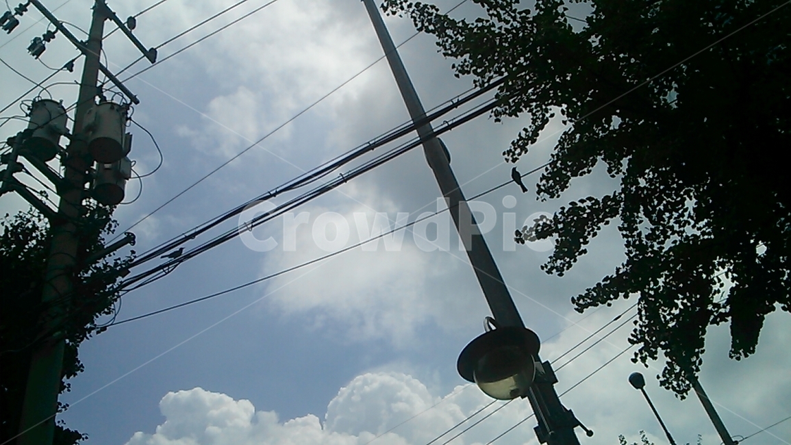 전봇대,나무,하늘,구름,가로수,가로등,telephonepole,tree,sky,cloud,streettrees,streetlamp