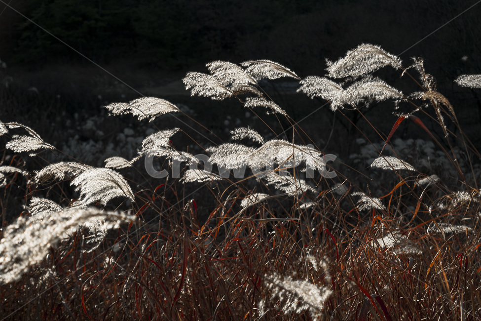 우포늪,갈대,갈대밭,자연,가을풍경,가을,계절,fall,autumn,season,자연,풍경,nature,landscape,plant,식물,grass,잔디,lawn,reed