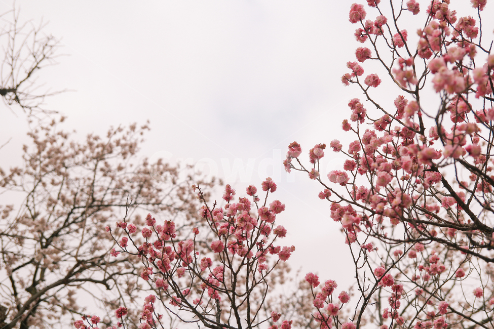 홍매화,봄,꽃,매화,매화나무,매화꽃,하늘,자연,풍경,봄,계절,spring,season,식물,자연,plants,nature,꽃,flower,plant,blossom