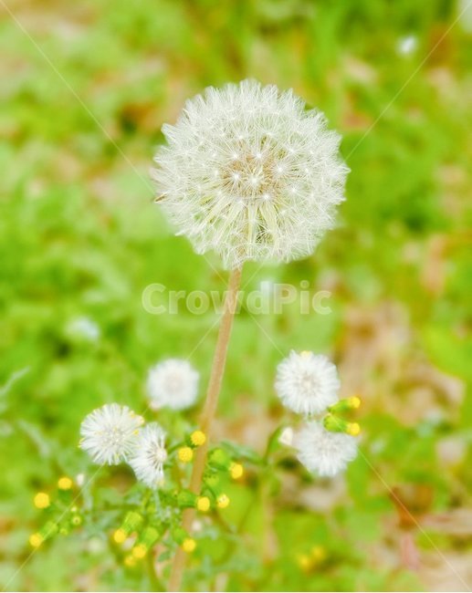 민들레홀씨,민들레,홀씨,봄,꽃,봄꽃,민들레꽃