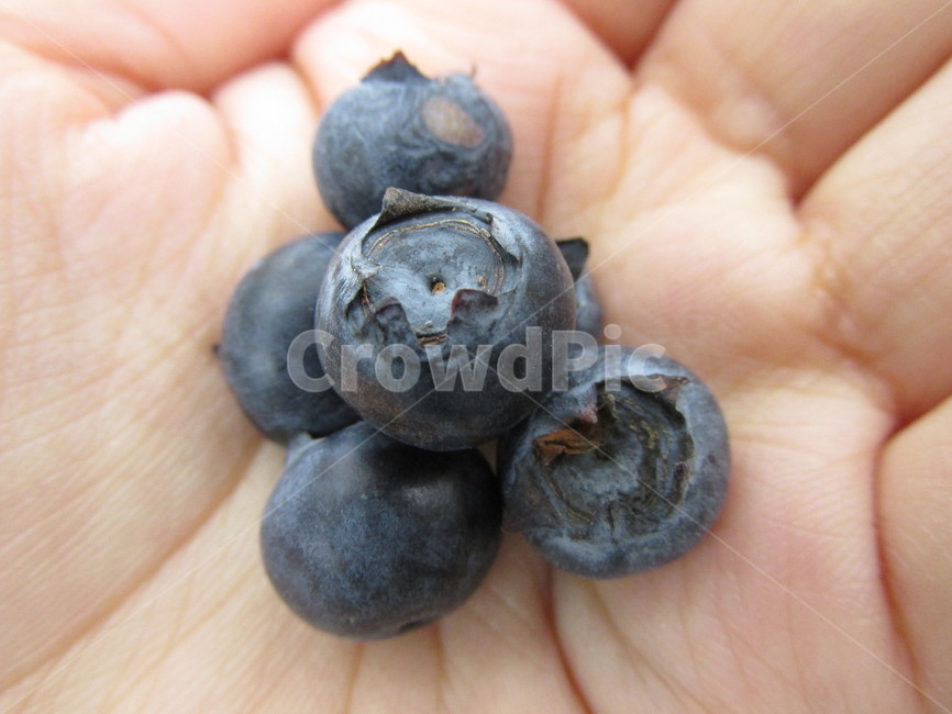 블루베리,과일,접사,blueberry,fruit,신선함,fresh,과일,열매,fruit