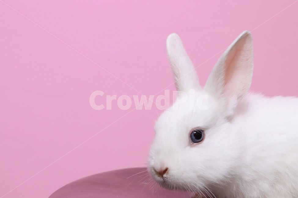 토끼,동물,분홍,분홍색,귀여운,흰색토끼,동물,animal,포유류,mammal