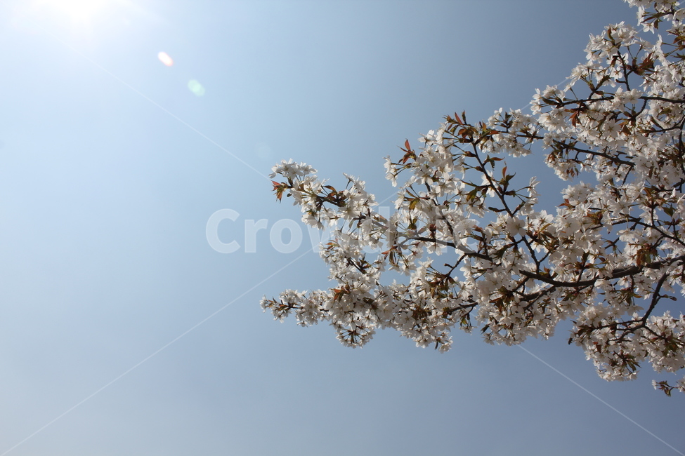 벚꽃,꽃,봄,flower,따뜻함
