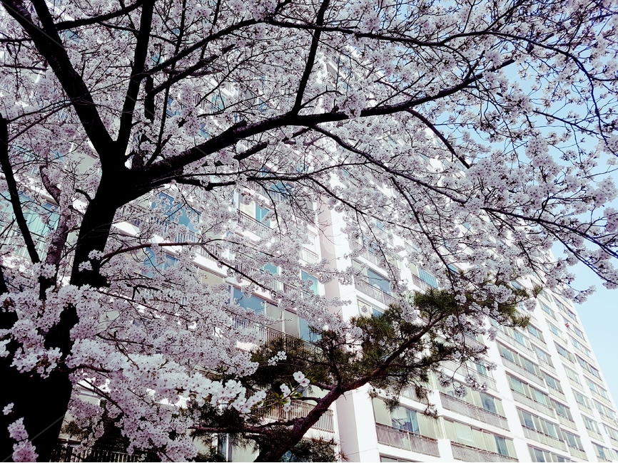 벛꽃,하늘,봄,꽃,나무,봄,계절,spring,season,식물,자연,plants,nature,꽃,flower,나무,trees,wood,plant,blossom,cherry blossom,벚꽃
