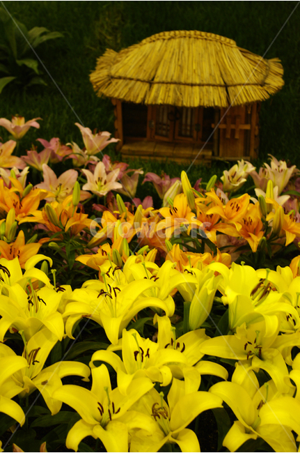 백합,식물,flower,plants,nature,꽃,꽃봉오리,color,초가집,인형,식물,자연,plants,nature,꽃,flower