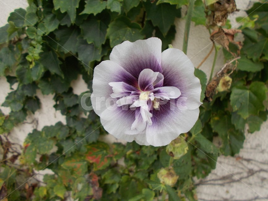 꽃,flower,plant,식물,보라색,자연,원예,보라,purple,식물,자연,plants,nature,꽃,flower