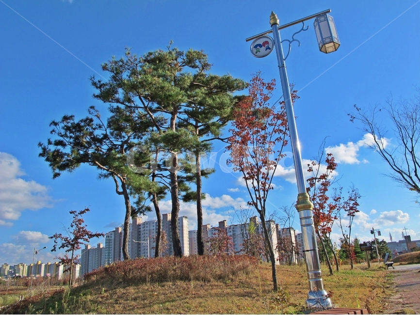 전주,맑은하늘,화창한날,공원,가을공원,도시,풍경,city,landscape,한국도시풍경,한국도시경관,korea cityscape,tree,나무,plant,식물