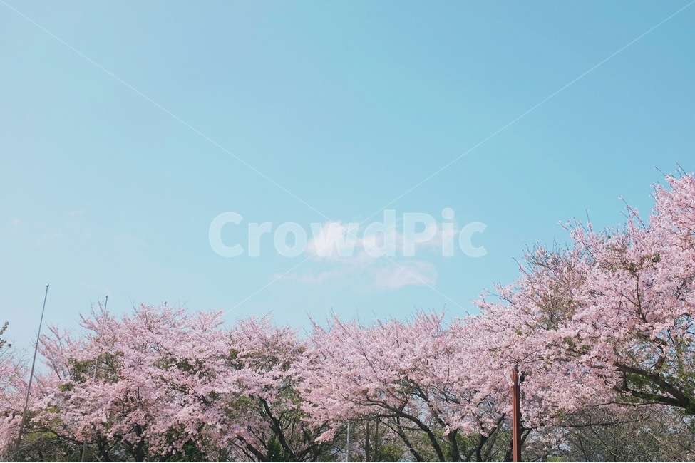 감성사진,봄,벚꽃,꽃,하늘,색감,emotion,spring,cherryblossom,flower,봄,계절,spring,season,자연,풍경,nature,landscape,plant,식물,blossom
