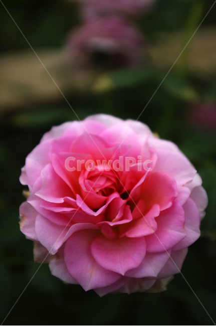꽃,식물,flower,plant,장미,식물,자연,plants,nature,꽃,flower