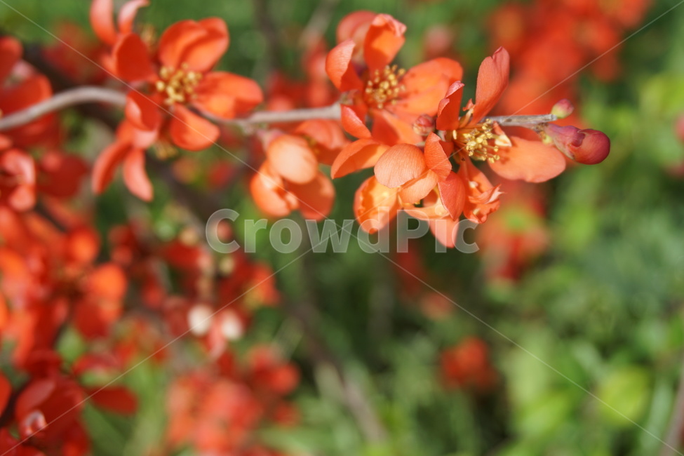 꽃,꽃잎,4월,봄,녹색,주황색,꽃나무,식물,자연,plants,nature,꽃,flower