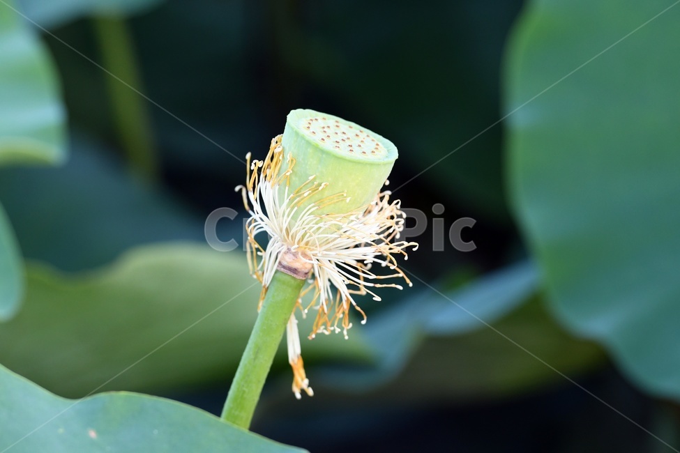 연못,수련,식물,자연,여름,정원,푸르른,물,수경식물,연못가,연못정원,plants,nature,연,연꽃,힐링,flower,감성,연잎,식물,자연,plants,nature