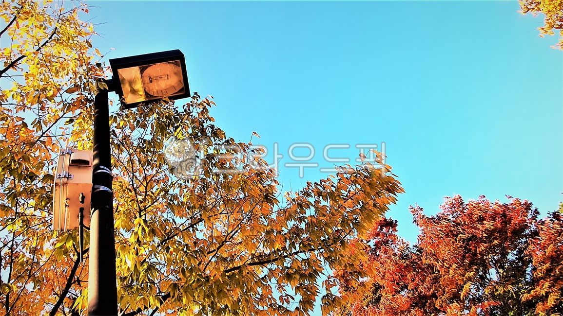 단풍,단풍나무,가을,단풍잎,노란잎,붉은잎,오색단풍,나뭇잎,하늘,나무,식물,노란색잎,붉은색잎,tree,maple,leaf,낙엽수,가로등,공원수